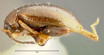 Media type: image;   Entomology 8265 Aspect: habitus lateral view